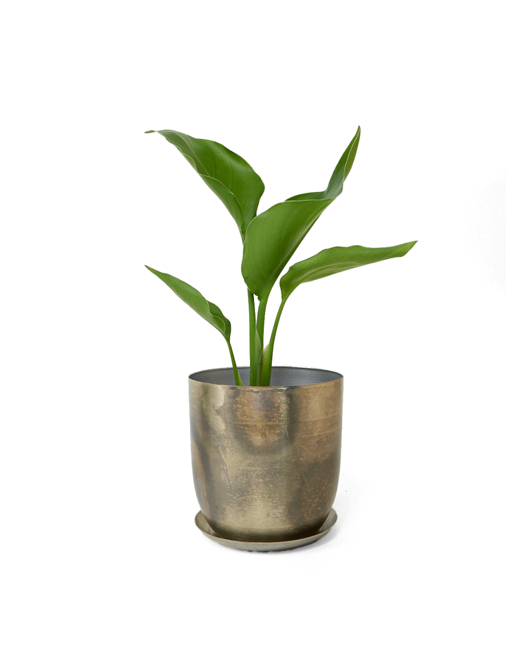 A potted plant with large, glossy green leaves in a metallic, reflective pot. The background is plain, highlighting the pot and plant.