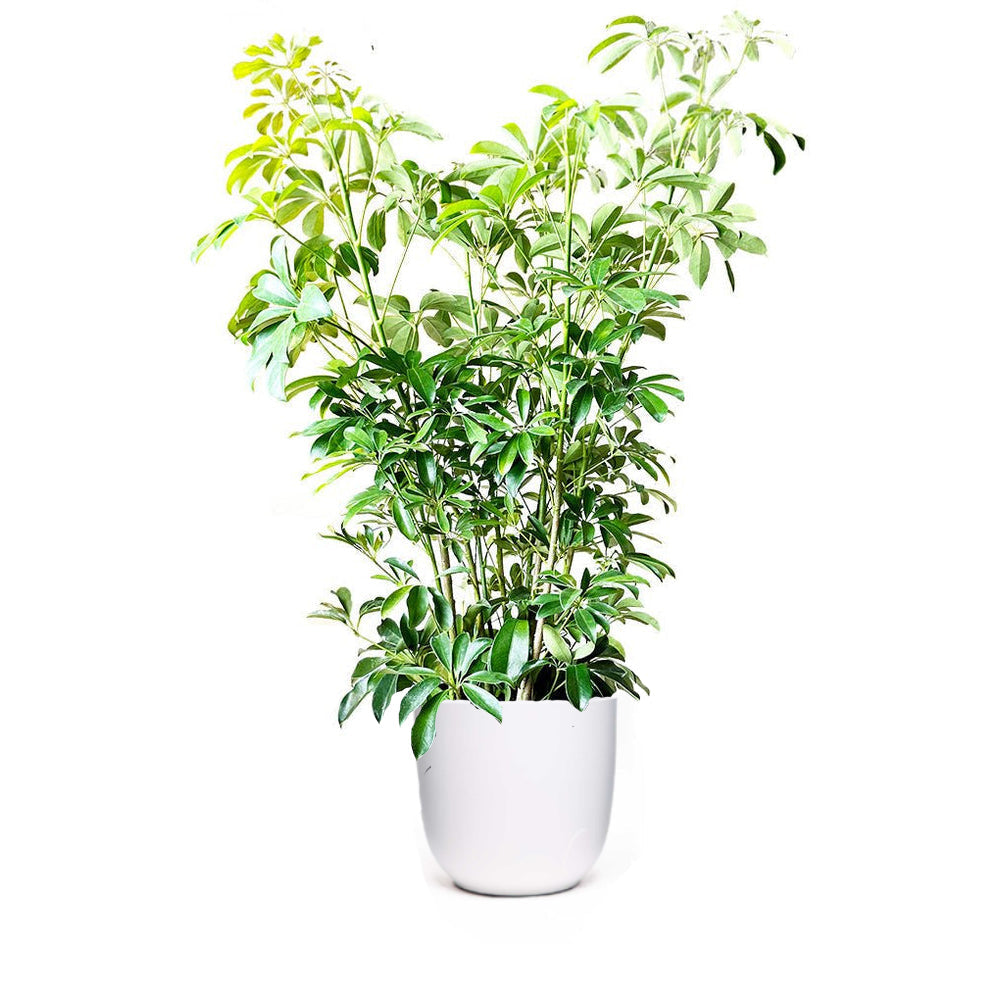 A lush green potted plant with multiple leafy branches, set against a plain white background. The plant is vibrant and appears healthy with glossy leaves, contained in a simple white pot.