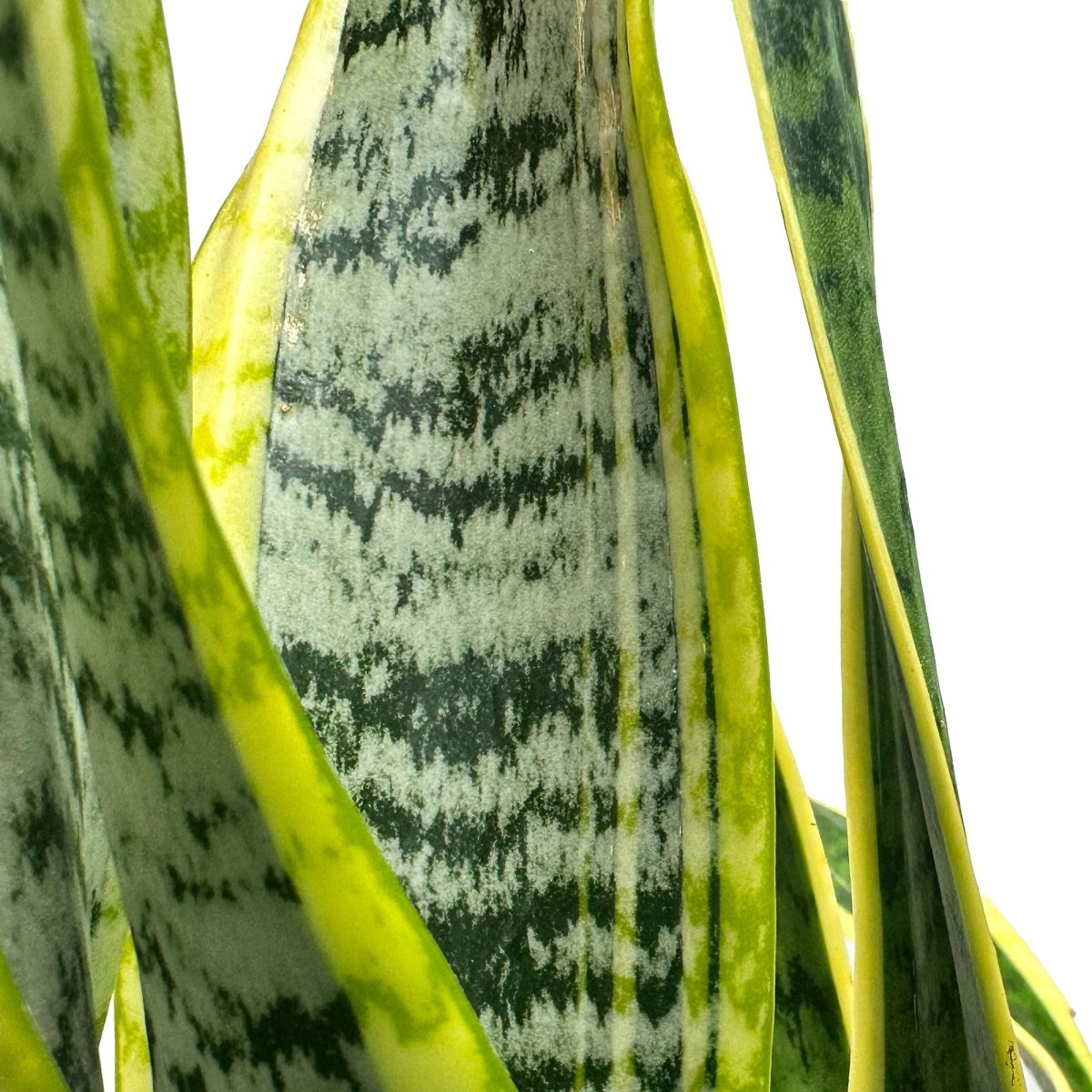 Close-up of a snake plant with tall, pointed green leaves edged in yellow. The leaves have a mottled pattern with varying shades of green.