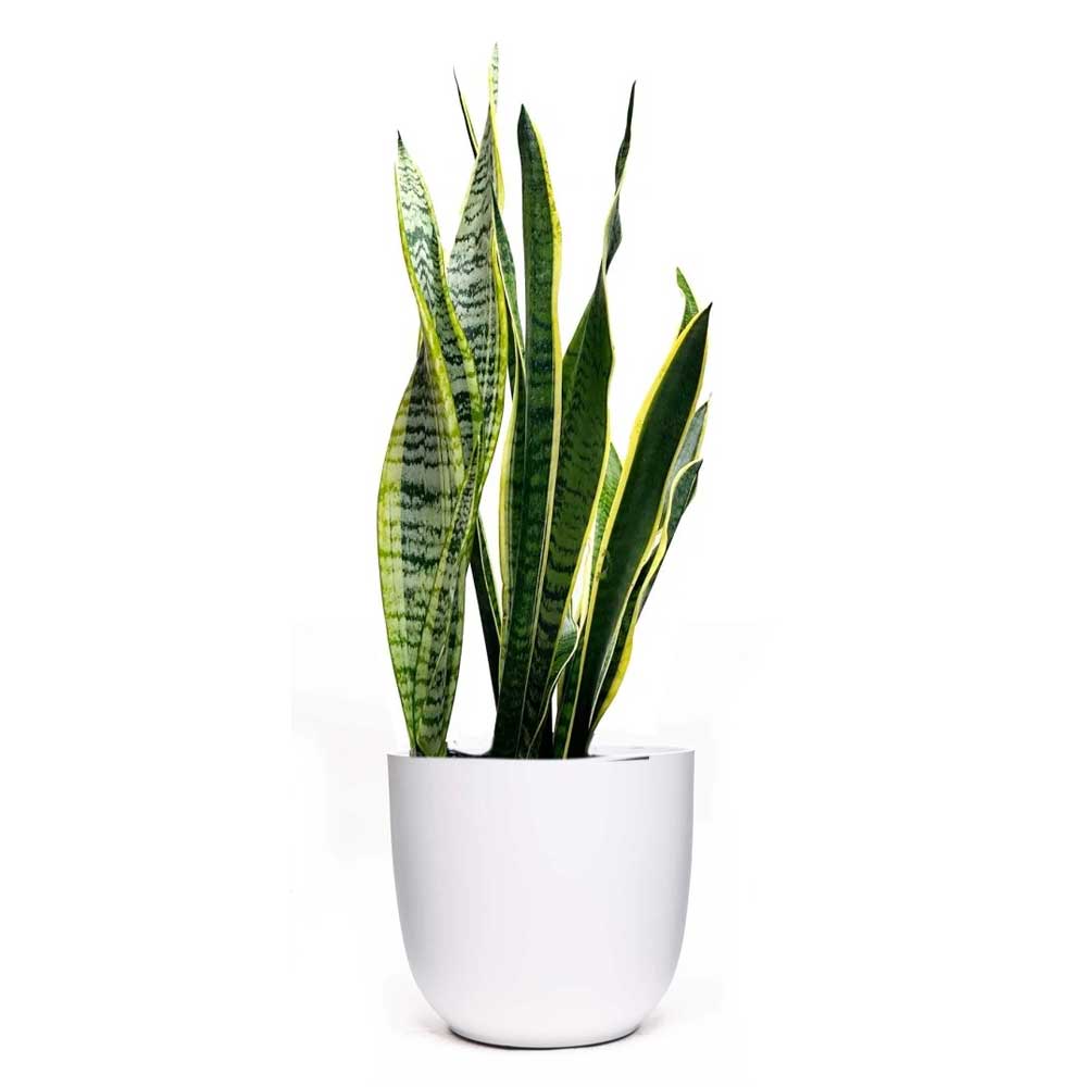 A tall snake plant with elongated, green and yellow striped leaves in a simple white pot against a plain white background.