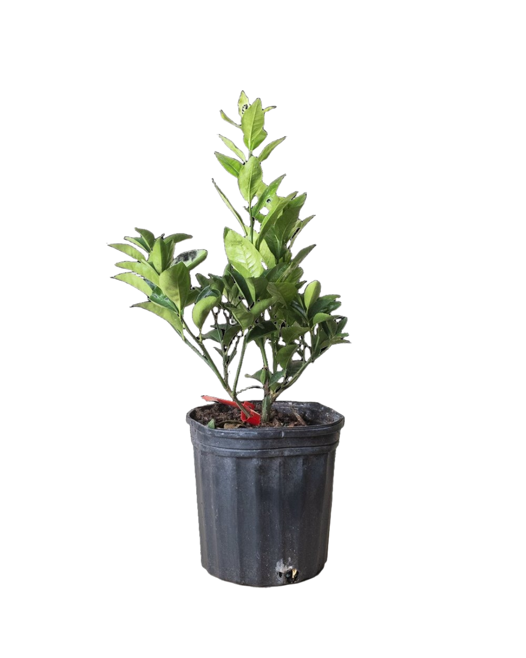 A small potted plant with green leaves growing upright in a black plastic container, set against a plain background.