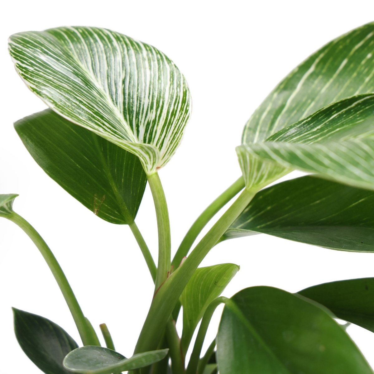 Close-up of a green tropical plant with large, smooth leaves featuring white stripes. The vibrant foliage is set against a plain white background.