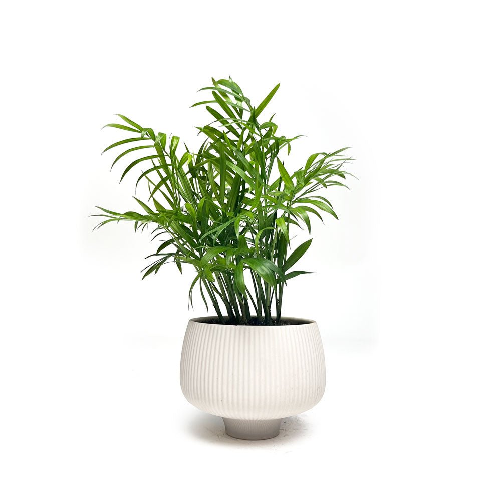 A potted palm plant with lush green fronds sits in a white, textured ceramic pot against a plain white background.