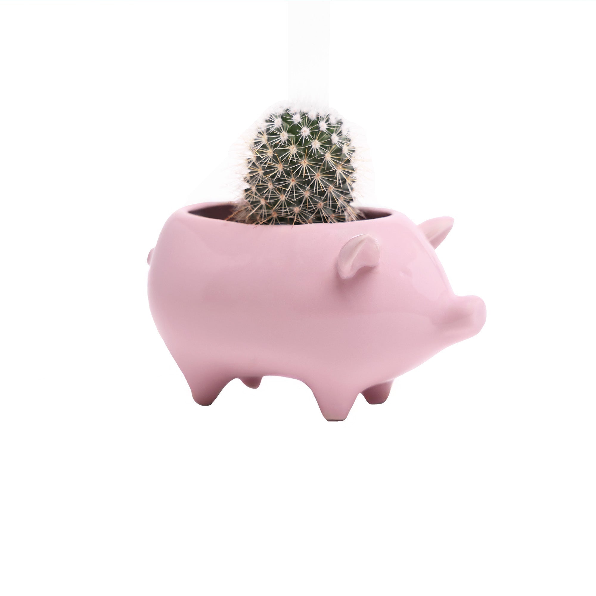 A small cactus planted in a pink, pig-shaped ceramic planter against a white background.