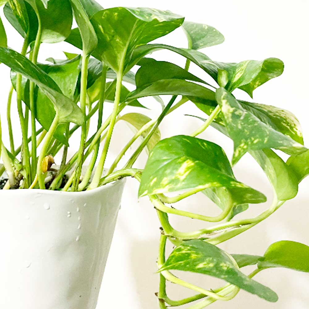 Close-up of a vibrant green pothos plant in a white pot. The leaves are heart-shaped with yellow variegation, casting soft shadows on a light background.