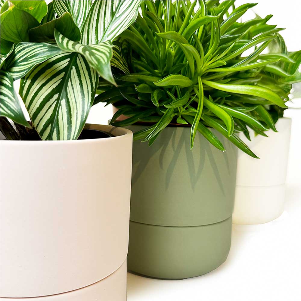 Close-up of three potted plants in modern white and green pots. The plants have lush green leaves, with varied textures and patterns. The background is a simple white surface.