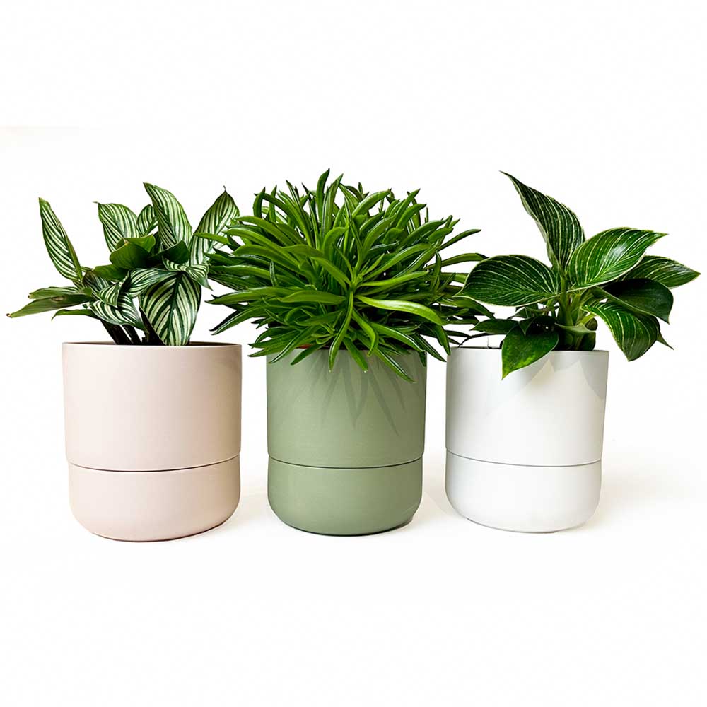 Three potted plants in minimalist pastel pots. The pots are light pink, green, and white, each containing a different leafy plant. The plants have rich green foliage, creating a fresh, natural aesthetic.