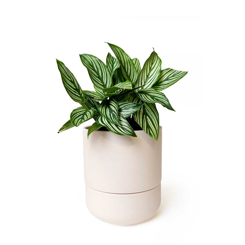 A potted plant with lush green leaves featuring white stripes, set in a simple white cylindrical pot. The background is white, highlighting the vibrant foliage.