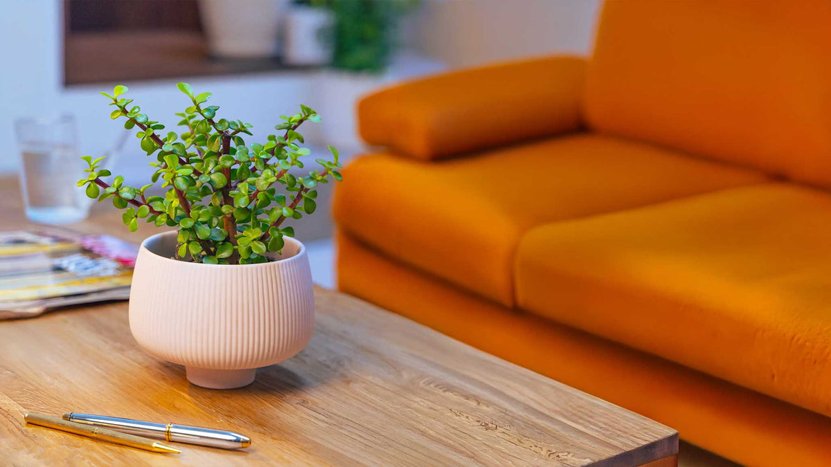 Cache Pots & Pots Without Drainage | Chive Plant Studio
