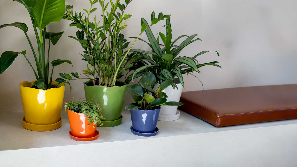 Alt text Ceramic indoor pots from Chive Studio in a range of sizes and glazes, styled with houseplants