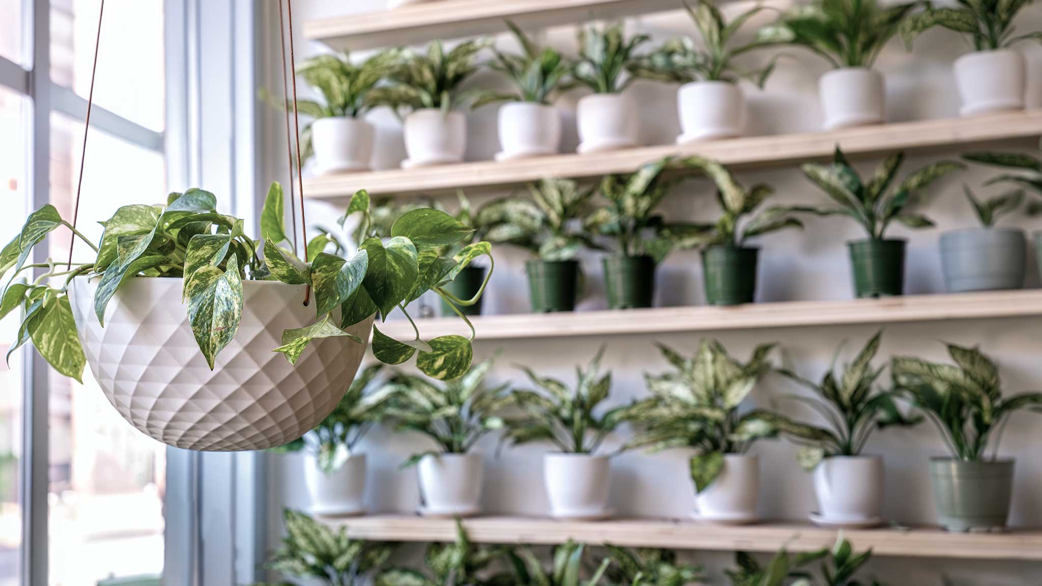 Hanging planter in ceramic with a trailing plant — by Chive Studio