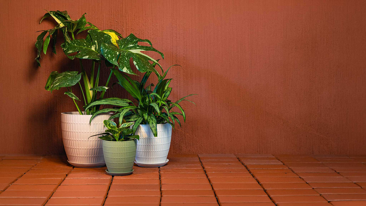 Large Plant Pots, Heavy Ceramic | Chive Plant Studio
