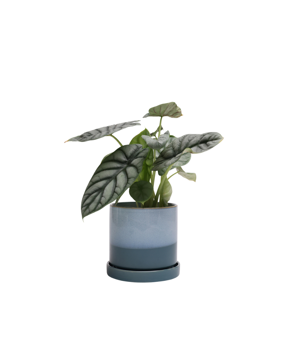 A small potted plant with broad, green leaves featuring white veining. It is planted in a blue gradient pot placed on a matching saucer, isolated on a white background.