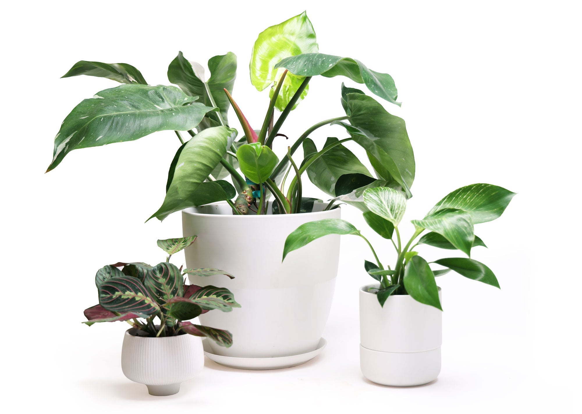 Three green houseplants in white pots on a white background. The plants vary in size, with the largest in the center and two smaller ones on either side.