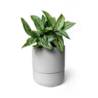 Ryan Self - Watering Plant Pots - Chive Plant Studio - Pots - Chive Studio 2024