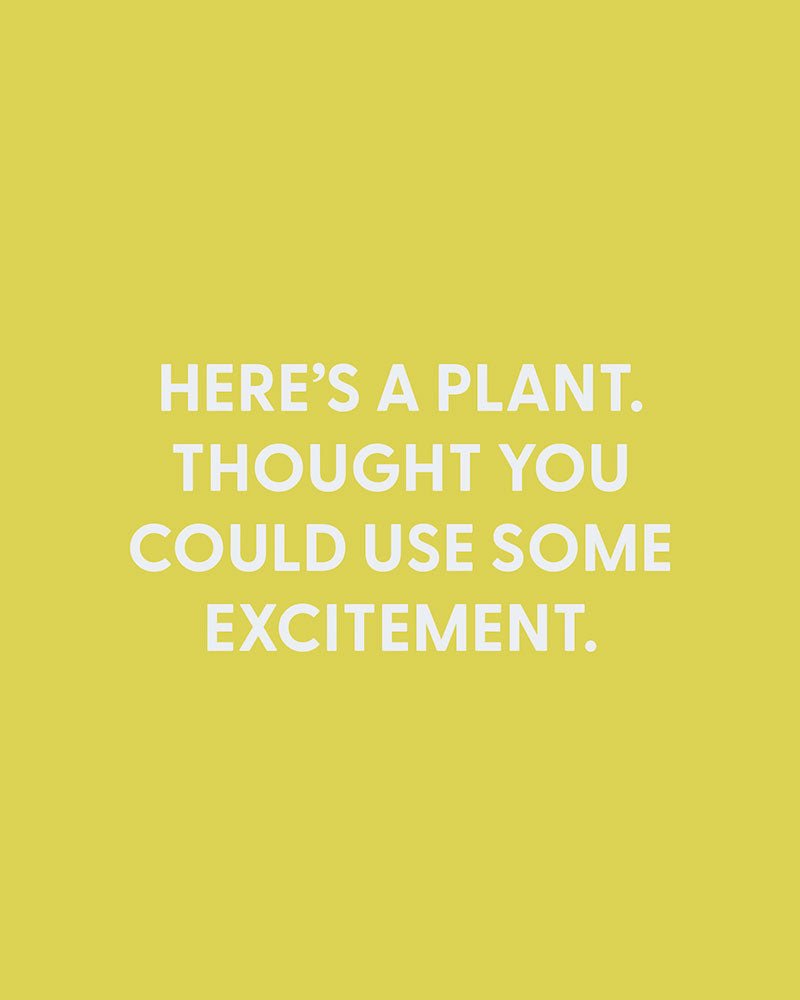 Here’s a plant. Thought you could use some excitement. - Greeting Card - Chive Ceramics Studio - Cards - Chive Ceramics Studio