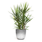 A potted indoor Dracaena Marginata Cutback Staggered floor plant with long, narrow green leaves extending from thin stems. The plant is housed in a simple, silver pot 