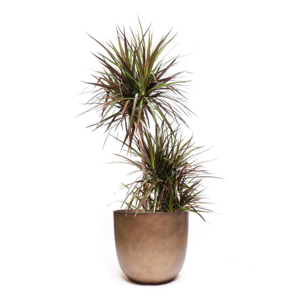 A Dracaena Magenta Cane's tall spiky foliage and narrow leaves, graces the living room in a round-bottomed pot with two clusters of varying heights, creating a tiered look.