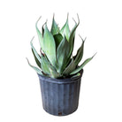 Agave 10 Inch Pot - Chive Plant Studio - Plants - Chive Studio 2024