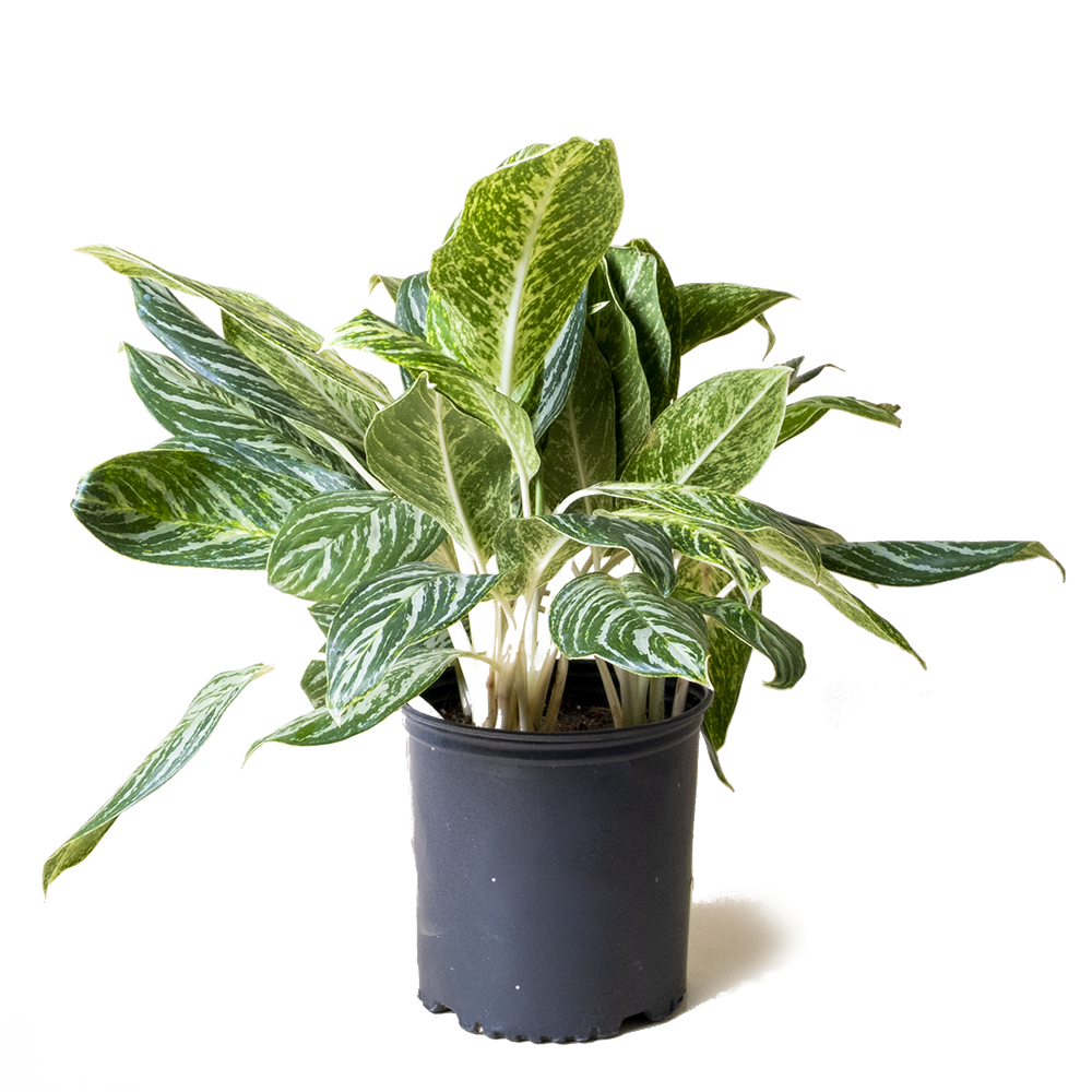 A lush Aglaonema Gold Madonna 10 Inch Pot plant with variegated green and white leaves in a black pot by Chive Studio 2024, set against a transparent background.