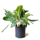 A lush Aglaonema Gold Madonna 10 Inch Pot plant with variegated green and white leaves in a black pot by Chive Studio 2024, set against a transparent background.