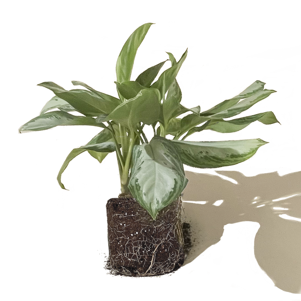 A potted Aglaonema Silver Bay 10 Inch Pot, an air-purifying indoor plant with vibrant green and white leaves, featuring visible roots and soil, set against a plain light background by Chive Studio 2024.