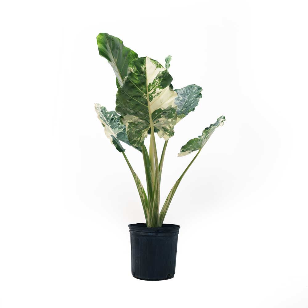 Alocasia Albo Variegatum 10 Inch - Chive Plant Studio - Plants - Chive Plant Studio