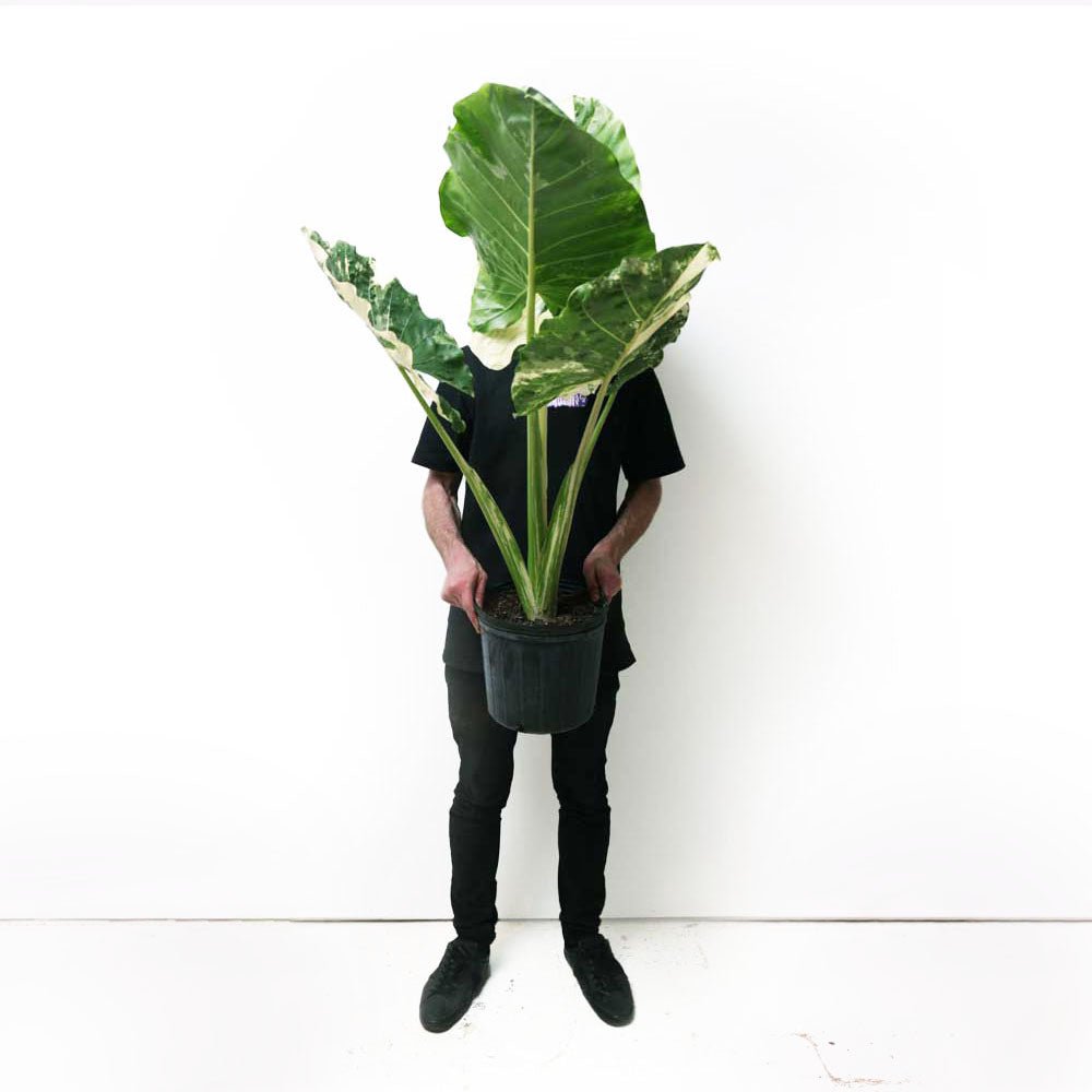 A person in a black outfit holds the Chive Plant Studio's Alocasia Albo Variegatum in a 10-inch pot in front of their face, obscuring it. The background is a plain white wall. The plant has large green leaves that extend outward, making it perfect for placing by a north-facing window in the living room.