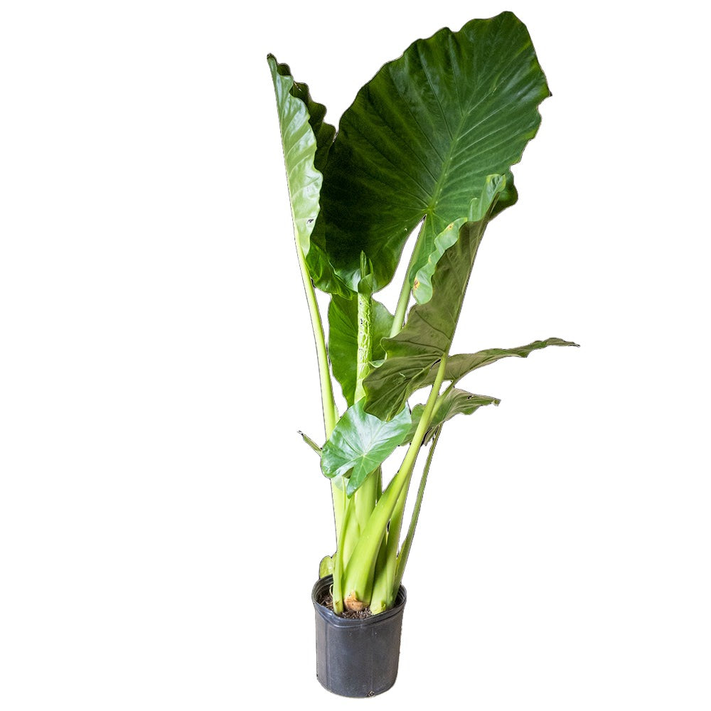 Toronto's best Alocasia Calidora 10-inch indoor houseplant from Chive Plant Studio, featuring large, broad green leaves extending outward from a central stem, sits in a black plastic grower's pot. Perfect for a living room and offices it thrives by a northeast or south-facing window, with the white background emphasizing the vibrant color and texture of its expansive leaves.