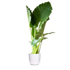 A large Alocasia Calidora from Chive Plant Studio, featuring broad, wavy leaves in a white 10-inch pot, is set against a clean white background near a northeast-south facing window. The plant's tall, vibrant foliage stands out prominently, making it an exquisite addition to any living room or office.