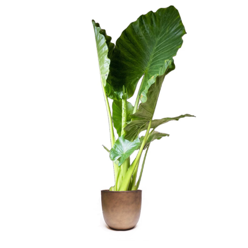 An Alocasia Calidora from Chive Plant Studio, featuring large, glossy green leaves, sits in an antique gold ocean plastic 10-inch pot against a white background. The broad leaves look healthy and vibrant, making it an ideal addition to any living room.