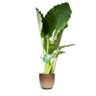 An Alocasia Calidora from Chive Plant Studio, featuring large, glossy green leaves, sits in an antique gold ocean plastic 10-inch pot against a white background. The broad leaves look healthy and vibrant, making it an ideal addition to any living room.