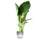 An impressive Alocasia Calidora from Chive Plant Studio, featuring large, broad green leaves, stands against a white background. The plant is housed in a simple, round, silver 10-inch recycled plastic pot. Ready for delivery in Toronto and the GTA.