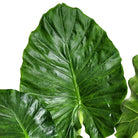 A close-up image of a large, glossy green Alocasia Calidora leaf with pronounced veins. The heart-shaped structure and smooth surface showcase a vibrant, healthy green color. Smaller portions of similar air-purifying leaves are partially visible on the edges, making it ideal for indoor gardening enthusiasts with the 10-inch pot.