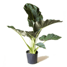 Alocasia Regal Shields 10 Inch Pot - Chive Plant Studio - Plants - Chive Studio 2024