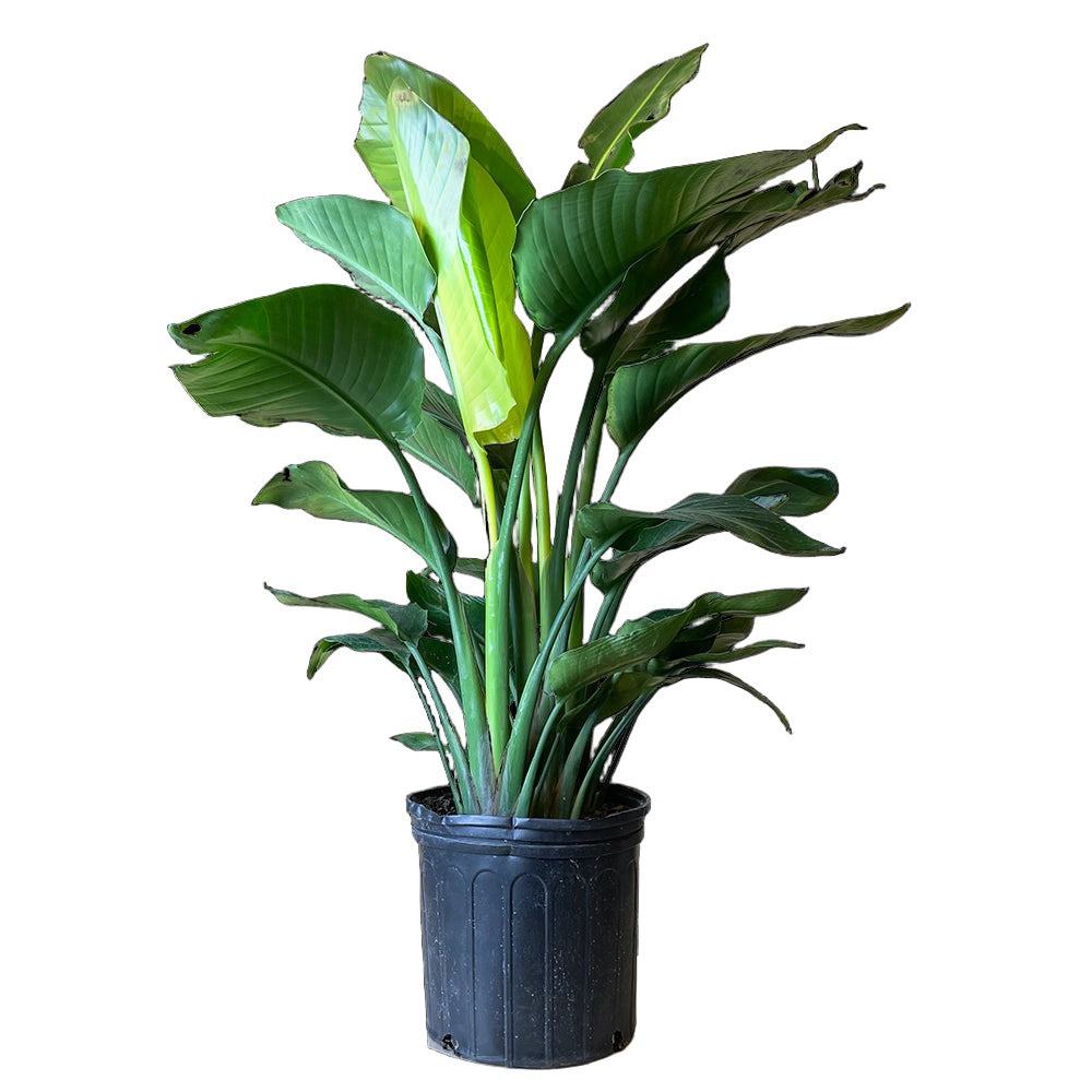 How to measure a plant pot, 12 inch Bird of Paradise (Strelitzia)| Chive.com