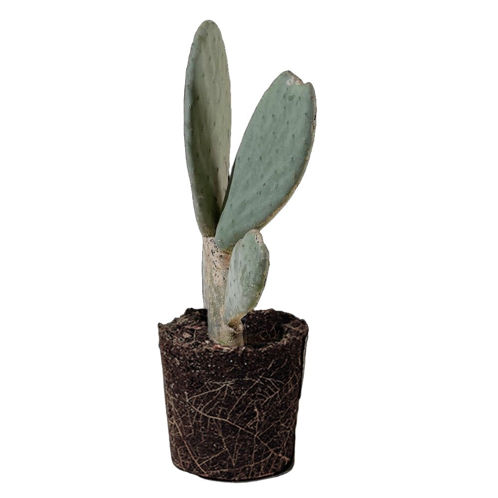 Opuntia 10 Inch Pot - Chive Plant Studio - Plants - Chive Studio 2024