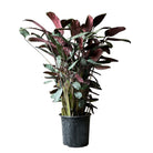 Calathea Exotica 10 Inch Pot - Chive Plant Studio - Plants - Chive Studio 2024