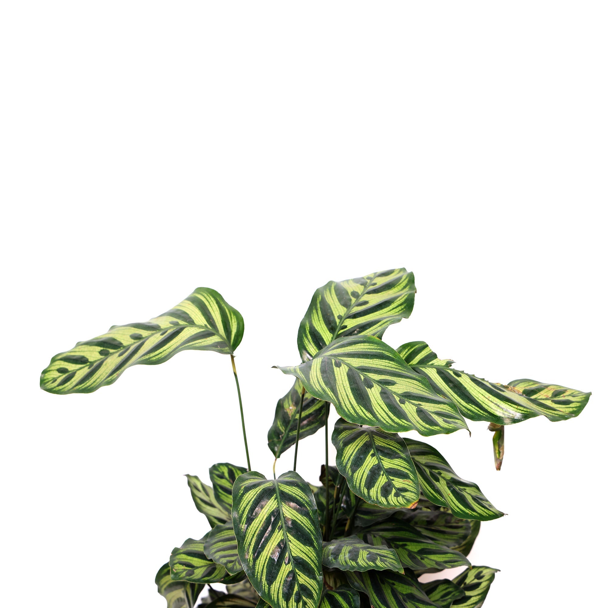 A potted Calathea Makoyana 10 Inches (rattlesnake plant) with vibrant, patterned leaves in green and dark green, isolated on a white background by Chive Studio.