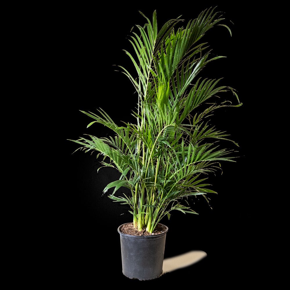 Cat Palm 10 Inch Pot - Chive Plant Studio - Plants - Chive Studio 2024