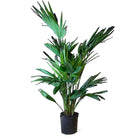 Chinese Fan Palm 10 Inch Pot - Chive Plant Studio - Plants - Chive Studio 2024