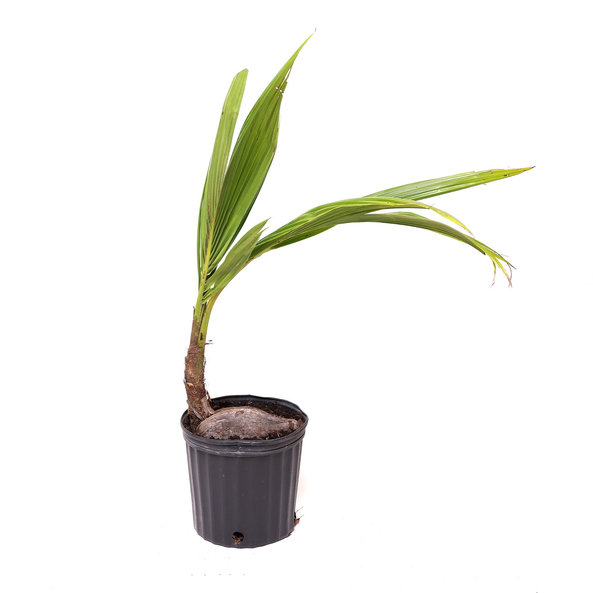 A young Chive Studio Coconut 10 Inches palm plant with slender leaves in a small black plastic pot against a white background.