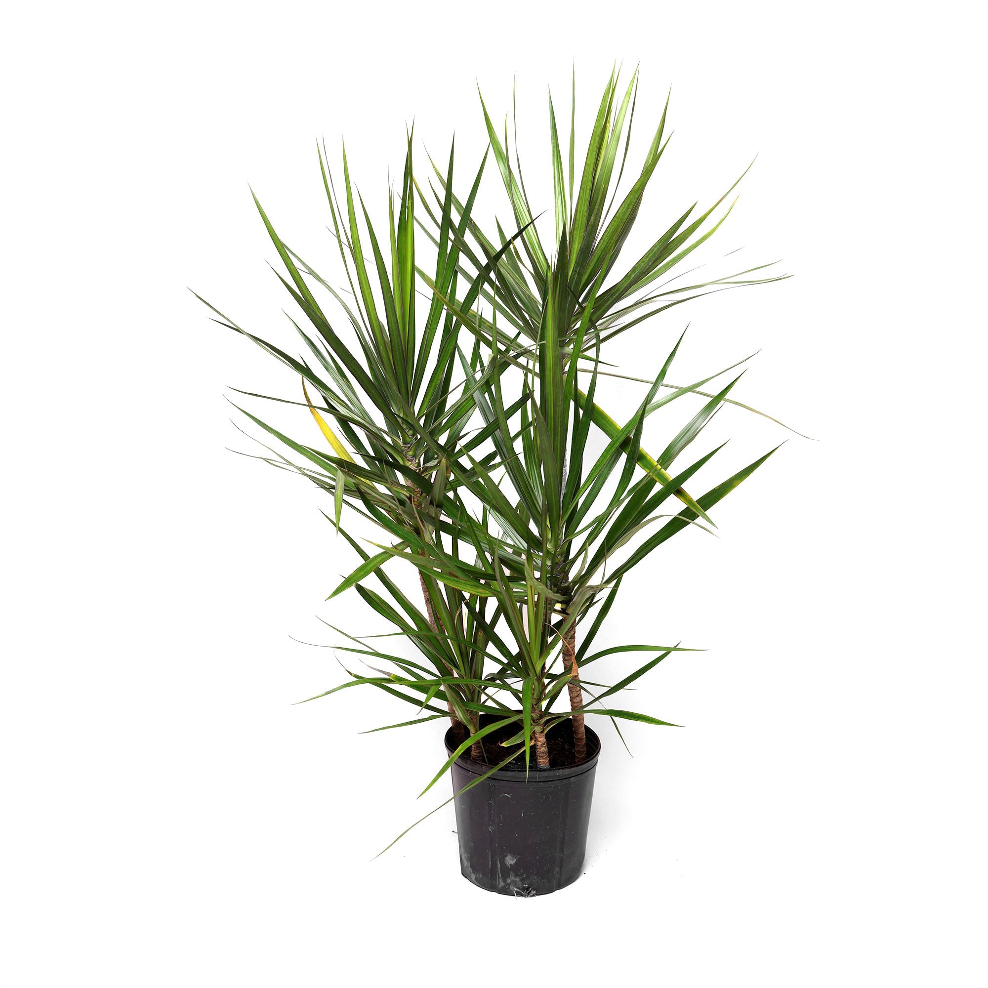 A **Chive Studio 2024 Dracaena Marginata Cutback Staggered 10 Inch Pot** with long, slender green leaves edged in dark red. Known for its air-purifying qualities, the plant has multiple stems growing from the dark pot, providing a full and bushy appearance. Ideal for indoor gardening, the plain white background highlights its vibrant foliage.
