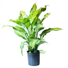 Dieffenbachia Camouflage 10 Inch Pot - Chive Plant Studio - Plants - Chive Studio 2024