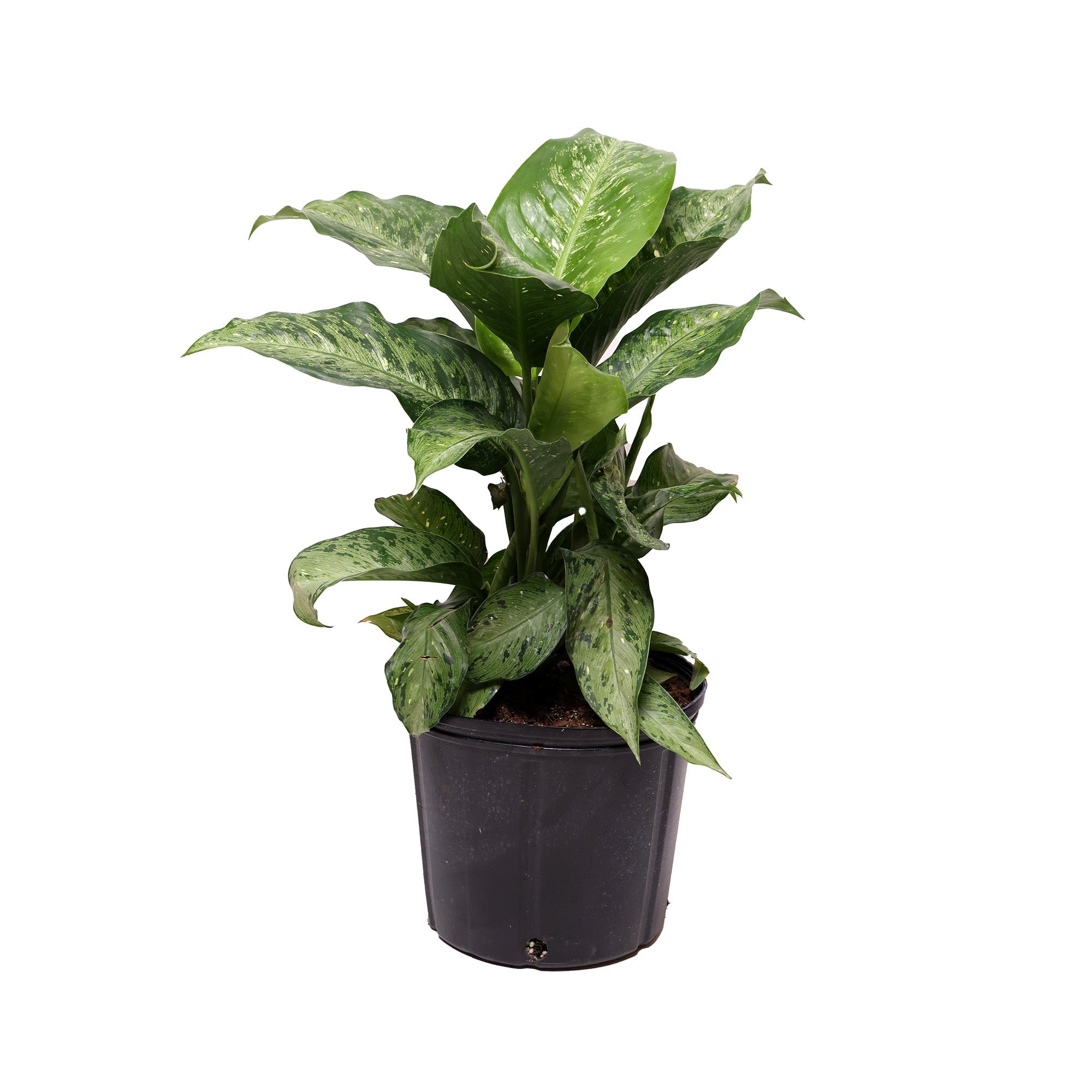 A Dieffenbachia Tropic Snow 10 Inches plant with broad, variegated green leaves in a black grower pot against a white background by Chive Studio.
