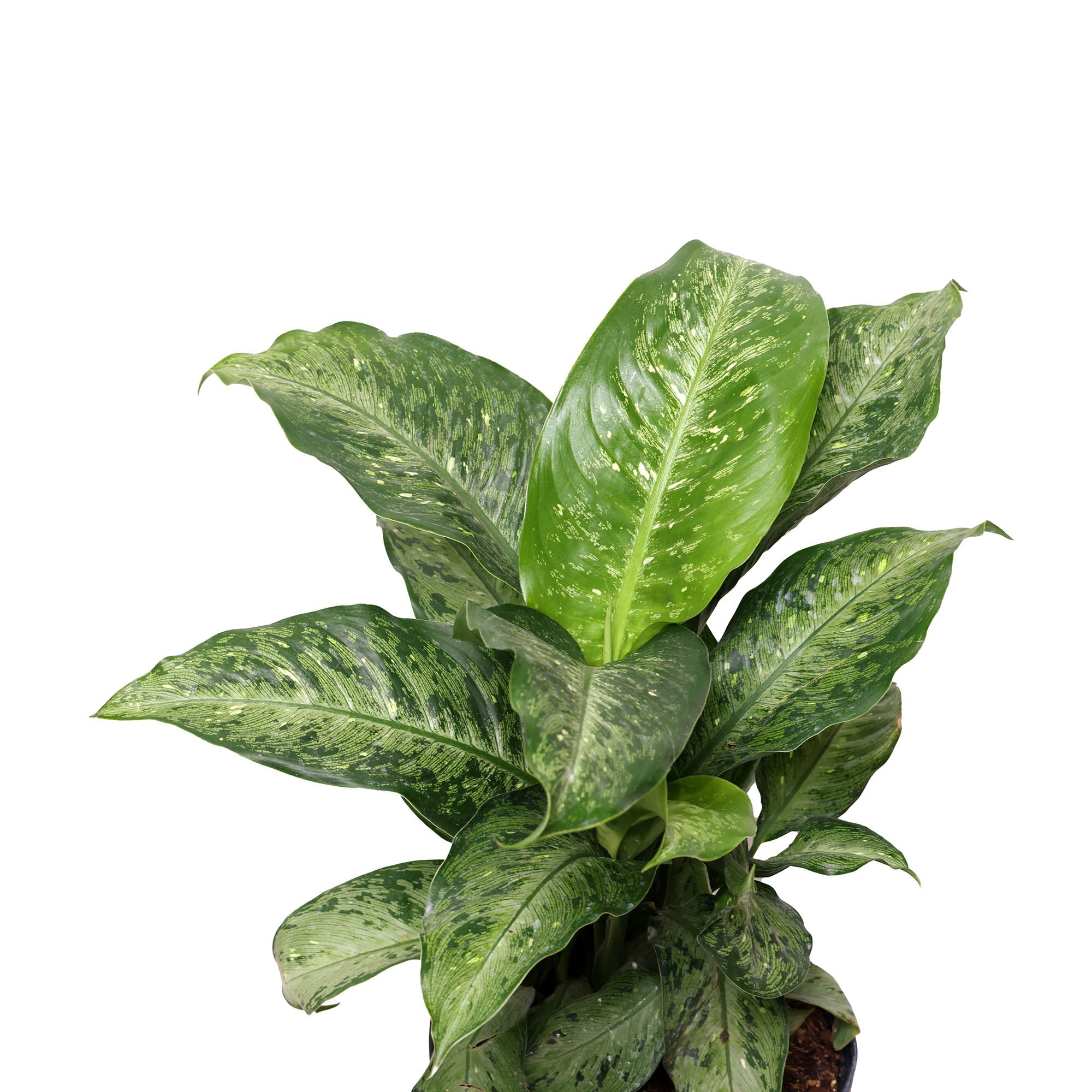 A Dieffenbachia Tropic Snow 10 Inches plant with broad, variegated green leaves in a black grower pot against a white background by Chive Studio.