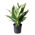 Dieffenbachia Panther 10 Inch Pot - Chive Plant Studio - Plants - Chive Studio 2024