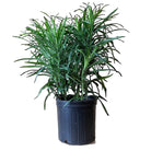 Dracaena Anita 10 Inch Pot - Chive Plant Studio - Plants - Chive Studio 2024