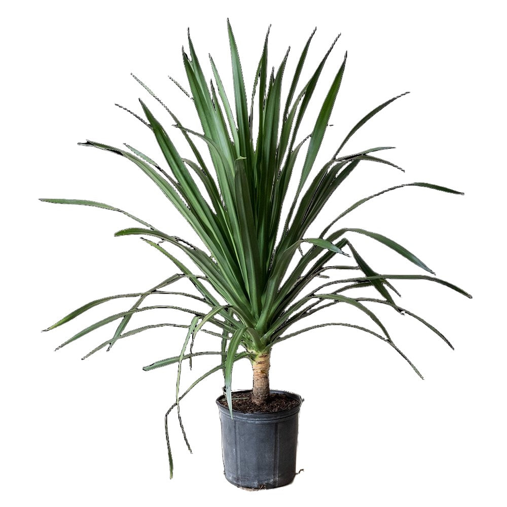 Dracaena Arborea 10 Inch Pot - Chive Plant Studio - Plants - Chive Studio 2024