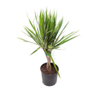 Dracaena Marginata Braid 10 Inch Pot - Chive Plant Studio - Plants - Chive Studio 2024